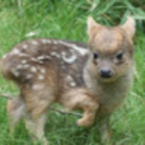 Meet your Posher, Sonja